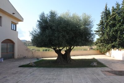 Olivenbaum 1000 Jahre